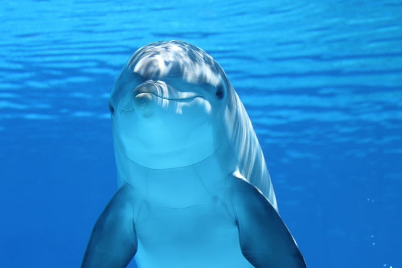 Marine Life